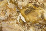 Colorful Petrified Wood (Araucaria) Round - Madagascar #304819-1